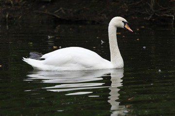 Fototapeta premium Pond birds in the Moscow, spring 2014
