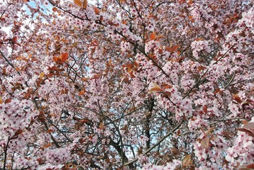 Tree full of beautiful pink blossoms, on a late afternoon in early spring.