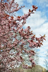 Beautiful white and pink blossoms on the tree branch, on a late afternoon in early spring.