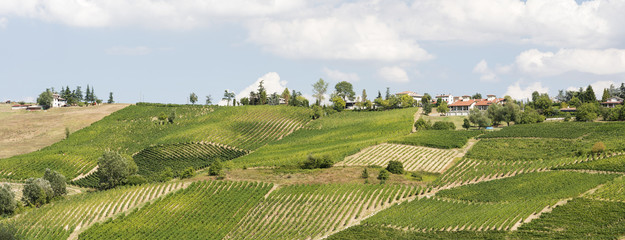 Vineyards in Oltrepo Pavese (Italy)