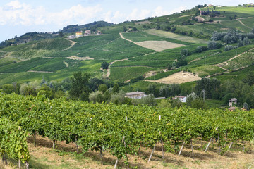 Fototapeta na wymiar Vineyards in Oltrepo Pavese (Italy)