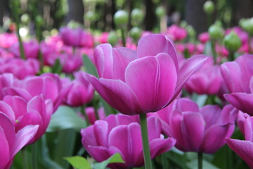 Obraz premium Spring Flowers in Moscow, year 2014