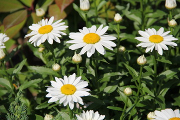 Flowers in Bulgaria, year 2014