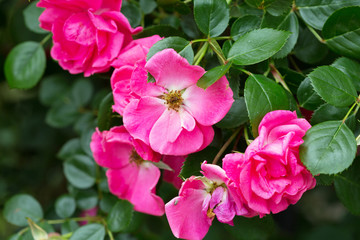 Beautiful flowers of pink roses closeup