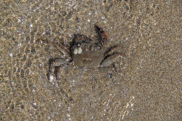 Crab on the sand, summer 2014