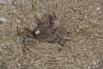 Crab on the sand, summer 2014