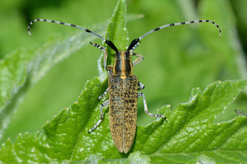 Golden-bloomed grey longhorn beetle (Agapanthia villosoviridescens). A beetle in the family Cerambycidae, the longhorns, at rest displaying magnificent antennae
