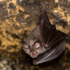 Greater horseshoe bat (Rhinolophus ferrumequinum). A rare bat about to take flight in a cave in...