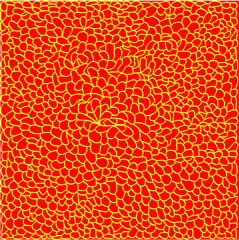 the texture of the petals