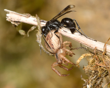 Spider-hunting wasp Priocnemis propinqua with paralysed spider prey
