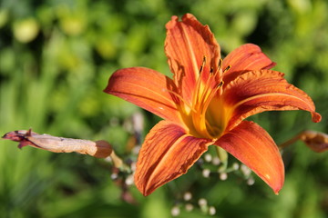 Flowers in Bulgaria, year 2014