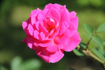 Flowers in Bulgaria, year 2014