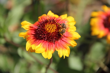 Flowers in Bulgaria, year 2014