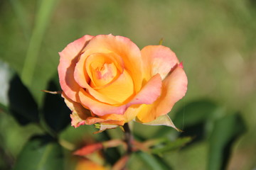 Flowers in Bulgaria, year 2014