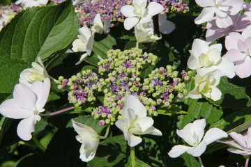 Flowers in Bulgaria, year 2014