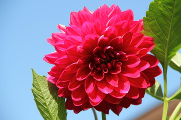 Flowers in Bulgaria, year 2014