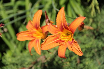 Flowers in Bulgaria, year 2014