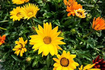 Macro flowers,Yellow flowers