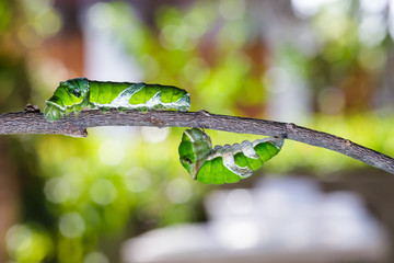 Mature caterpillars of great mormon butterfly hanging and walking on twig