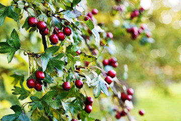 Hawthorn (Crataegus monogyna) With Fruit