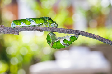Mature caterpillars of great mormon butterfly hanging and walkin
