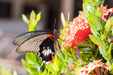 Female yellow body Great mormon Butterfly