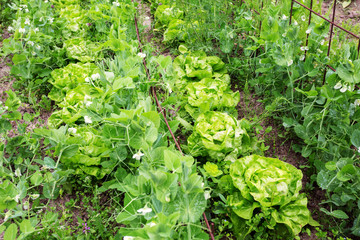 Lettuce and Peas in Organic Garden - obrazy, fototapety, plakaty