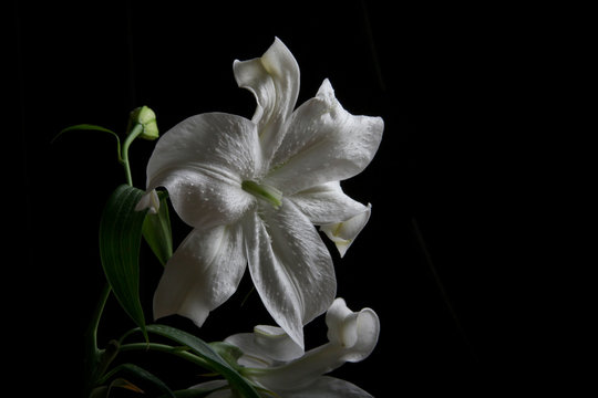 g&uuml;l-rose  / zambak-lilyum