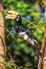 Portrait of Oriental pied hornbill