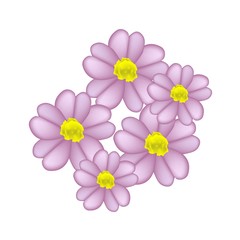 Beautiful Pink Yarrow Flowers or Achillea Millefolium Flowers