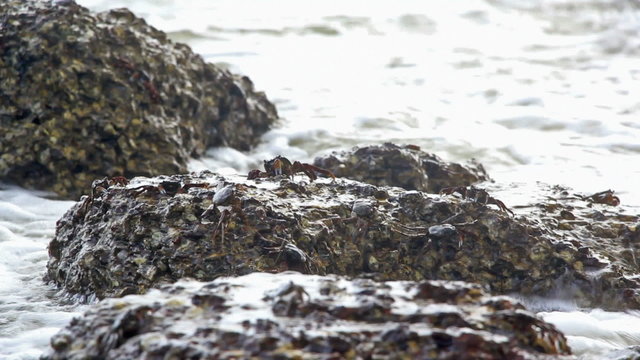 Sea crabs feeding on algae and plankton on laterite rock surface during low tide. Crabs are omnivores.