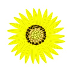 Elegant Perfect Yellow Sunflower on White Background