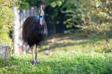 cassowary giant bird portrait close up © Andrea Izzotti