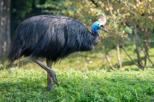 cassowary giant bird portrait close up