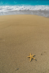 starfish on the beach at sunrise