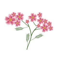 Blossoming of Old Rose Yarrow Flowers or Achillea Millefolium Flowers