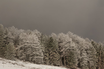 winter landscape with trees