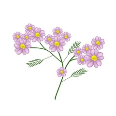 Obraz na płótnie Canvas Blossoming of Pink Yarrow Flowers or Achillea Millefolium Flowers
