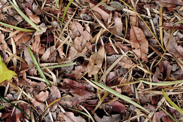 Dry leaf black and white background