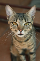 Fototapeta premium cute cat