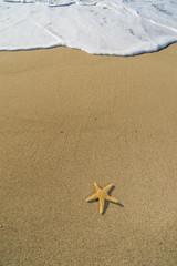 starfish on the beach at sunrise