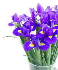 spring blue irises