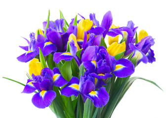 spring tulips and irises