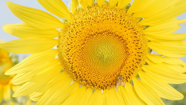 close-up of bee on a sunflower