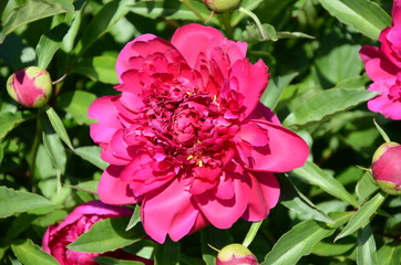 Blooming pink peony 