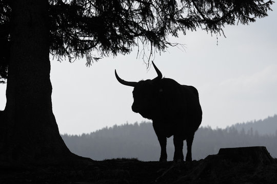 Stier Silhouette