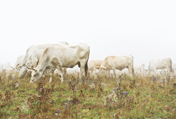 Vacche al pascolo