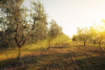 Fototapeta premium Olive garden