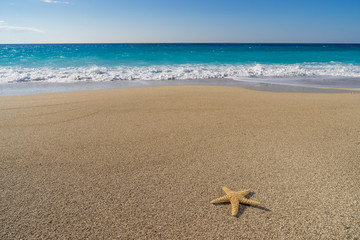 starfish on the beach
