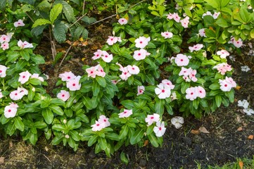 Fototapeta na wymiar Catharanthus roseus flower in garden